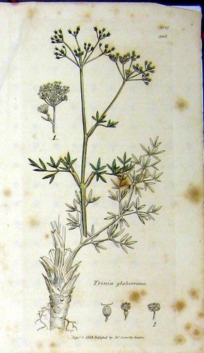 Vecchia stampa antica