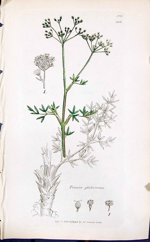 Antica vecchia stampa trinia - antica,